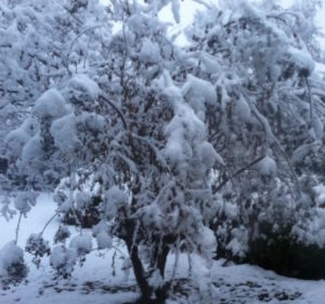 crepe myrtle in snow